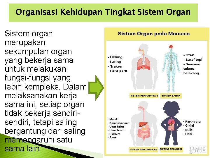 Organisasi Kehidupan Tingkat Sistem Organ Sistem organ merupakan sekumpulan organ yang bekerja sama untuk