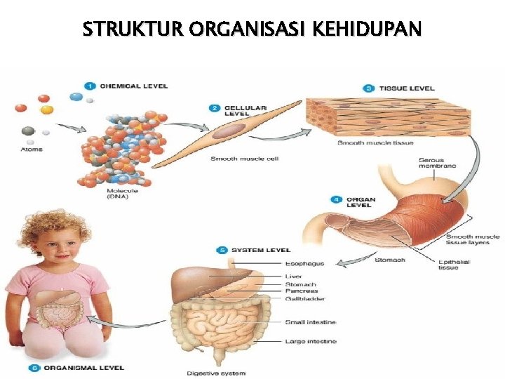 STRUKTUR ORGANISASI KEHIDUPAN 