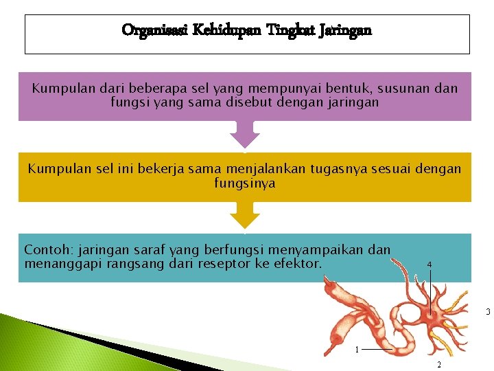 Organisasi Kehidupan Tingkat Jaringan Kumpulan dari beberapa sel yang mempunyai bentuk, susunan dan fungsi