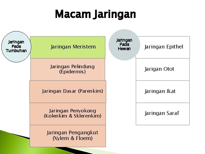 Macam Jaringan Pada Tumbuhan Jaringan Meristem Jaringan Pada Hewan Jaringan Epithel Jaringan Pelindung (Epidermis)