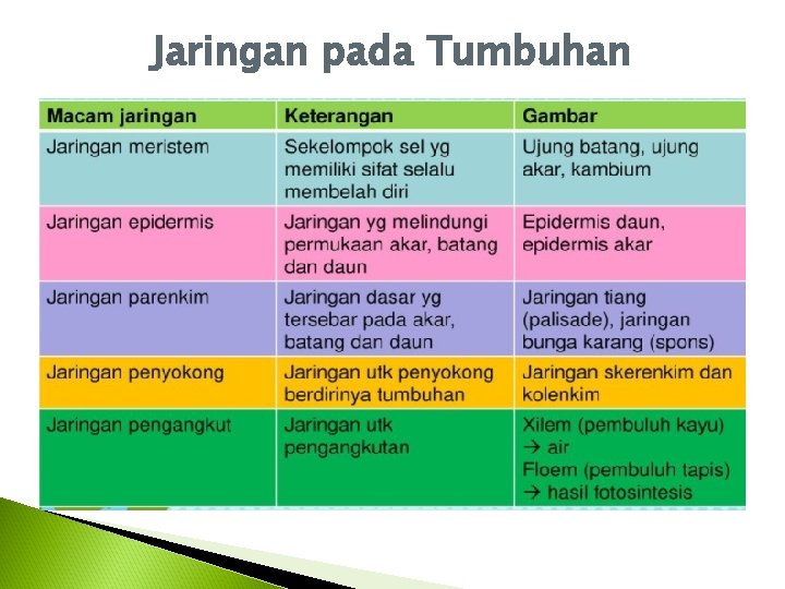 Jaringan pada Tumbuhan 