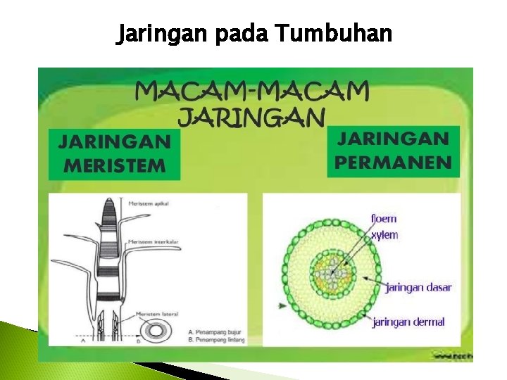 Jaringan pada Tumbuhan 