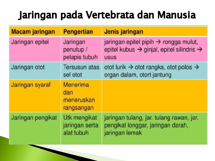 Jaringan pada Vertebrata dan Manusia 