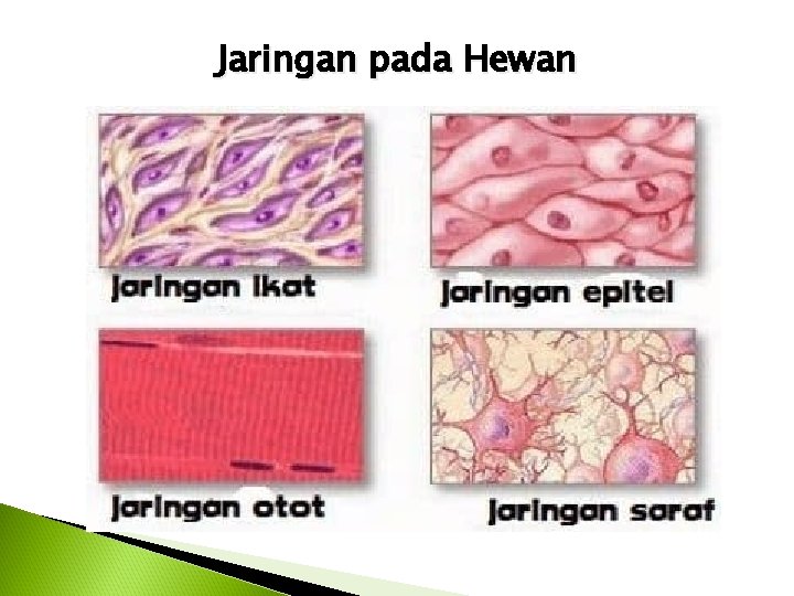 Jaringan pada Hewan 