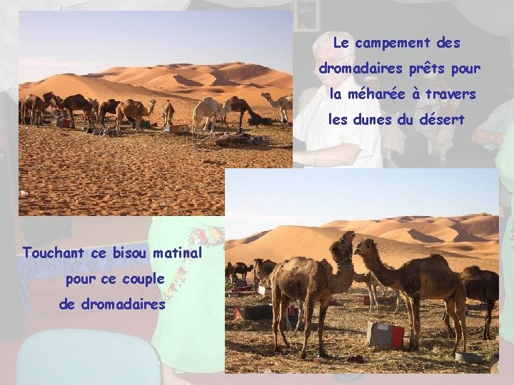 Le campement des dromadaires prêts pour la méharée à travers les dunes du désert