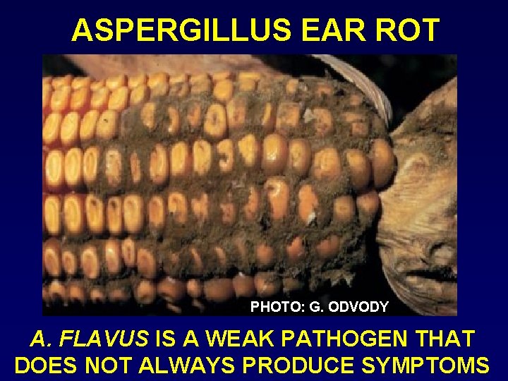 ASPERGILLUS EAR ROT PHOTO: G. ODVODY A. FLAVUS IS A WEAK PATHOGEN THAT DOES