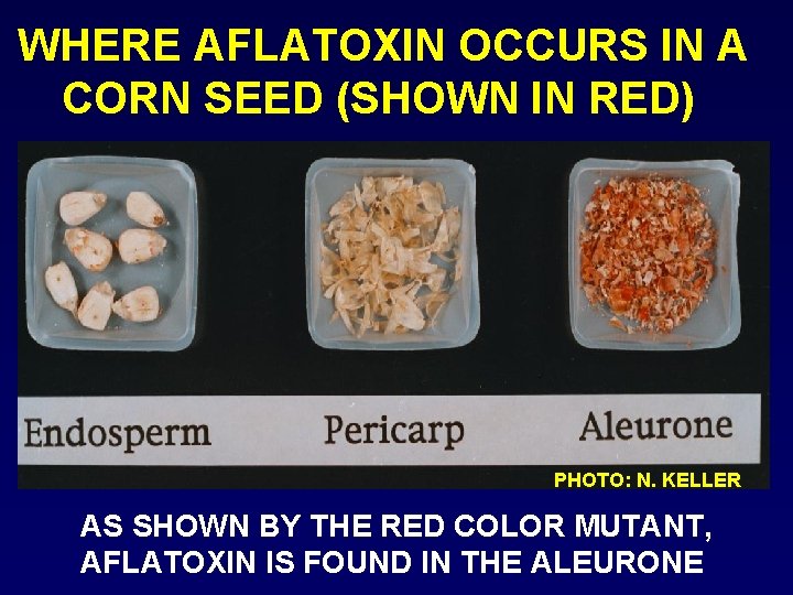 WHERE AFLATOXIN OCCURS IN A CORN SEED (SHOWN IN RED) PHOTO: N. KELLER AS