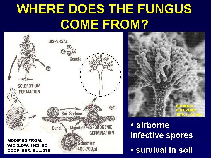 WHERE DOES THE FUNGUS COME FROM? BROWN & BROTZMAN, 1979, U. OF MO. •