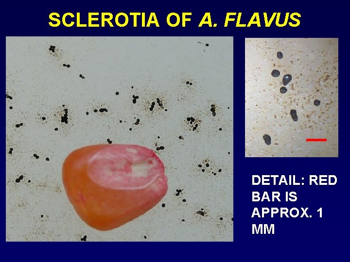 SCLEROTIA OF A. FLAVUS DETAIL: RED BAR IS APPROX. 1 MM 
