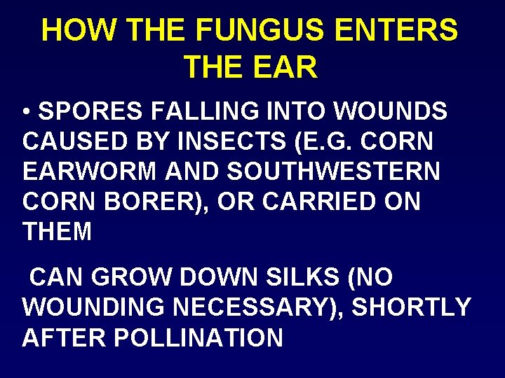 HOW THE FUNGUS ENTERS THE EAR • SPORES FALLING INTO WOUNDS CAUSED BY INSECTS
