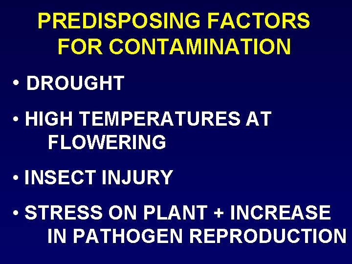 PREDISPOSING FACTORS FOR CONTAMINATION • DROUGHT • HIGH TEMPERATURES AT FLOWERING • INSECT INJURY