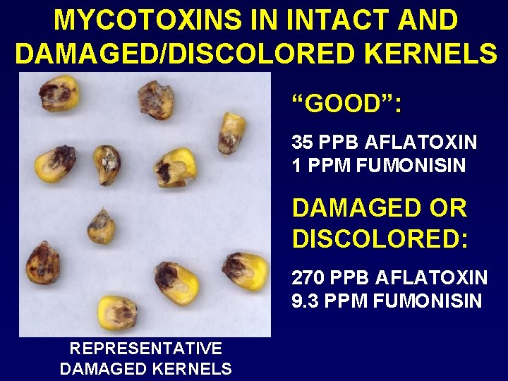 MYCOTOXINS IN INTACT AND DAMAGED/DISCOLORED KERNELS “GOOD”: 35 PPB AFLATOXIN 1 PPM FUMONISIN DAMAGED