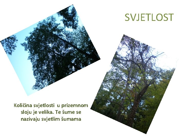 SVJETLOST Količina svjetlosti u prizemnom sloju je velika. Te šume se nazivaju svjetlim šumama