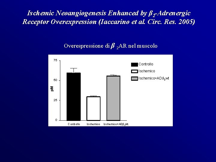 Ischemic Neoangiogenesis Enhanced by β 2 -Adrenergic Receptor Overexpression (Iaccarino et al. Circ. Res.