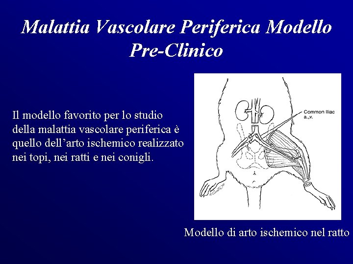 Malattia Vascolare Periferica Modello Pre-Clinico Il modello favorito per lo studio della malattia vascolare