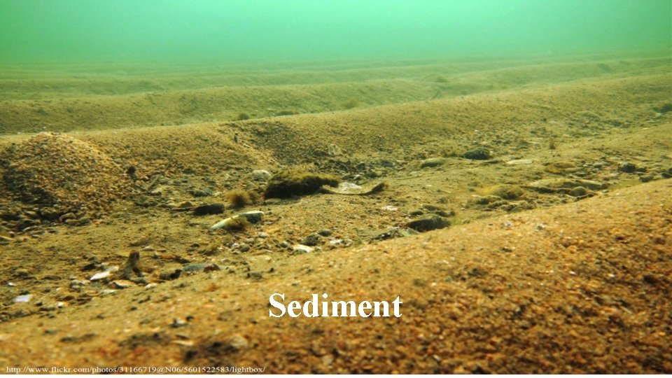Sediment Sediment