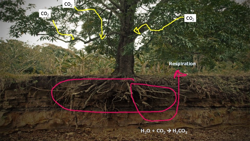CO 2 Respiration H 2 O + CO 2 H 2 CO 3 CO 2 Respiration H 2 O + CO 2 H 2 CO 3