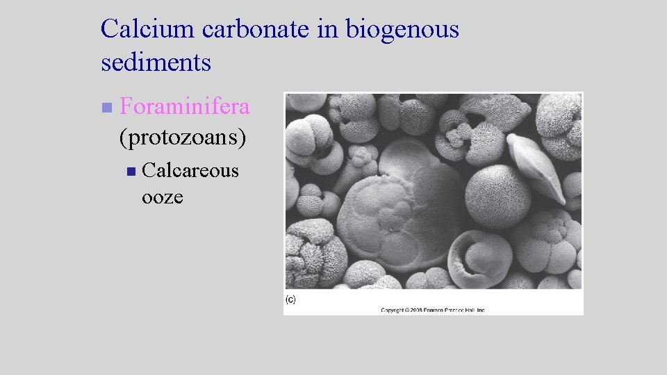 Calcium carbonate in biogenous sediments n Foraminifera (protozoans) n Calcareous ooze Calcium carbonate in biogenous sediments n Foraminifera (protozoans) n Calcareous ooze
