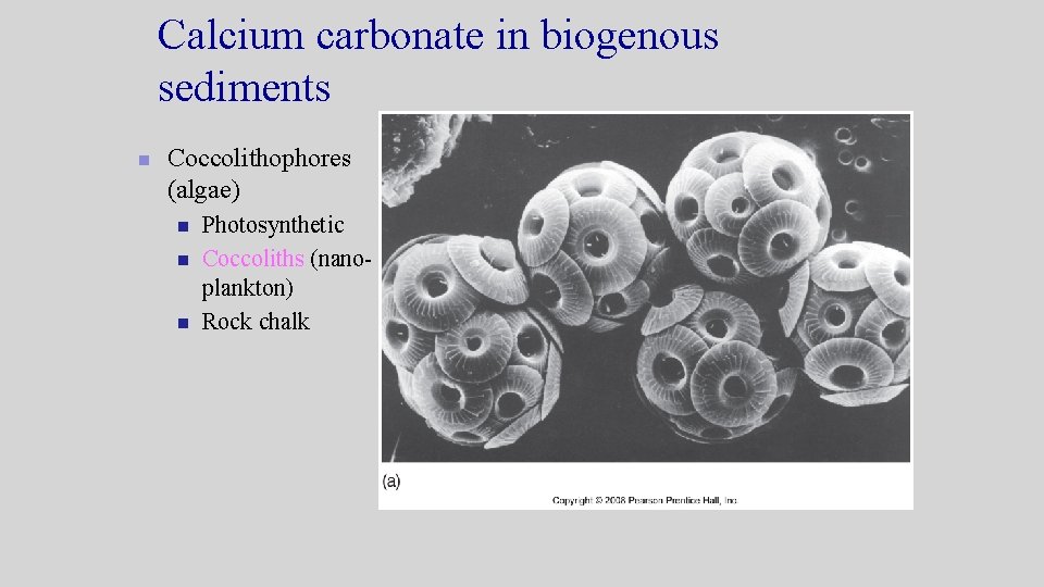 Calcium carbonate in biogenous sediments n Coccolithophores (algae) n n n Photosynthetic Coccoliths (nanoplankton) Calcium carbonate in biogenous sediments n Coccolithophores (algae) n n n Photosynthetic Coccoliths (nanoplankton)