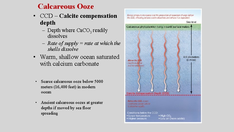 Calcareous Ooze • CCD – Calcite compensation depth – Depth where Ca. CO 3 Calcareous Ooze • CCD – Calcite compensation depth – Depth where Ca. CO 3