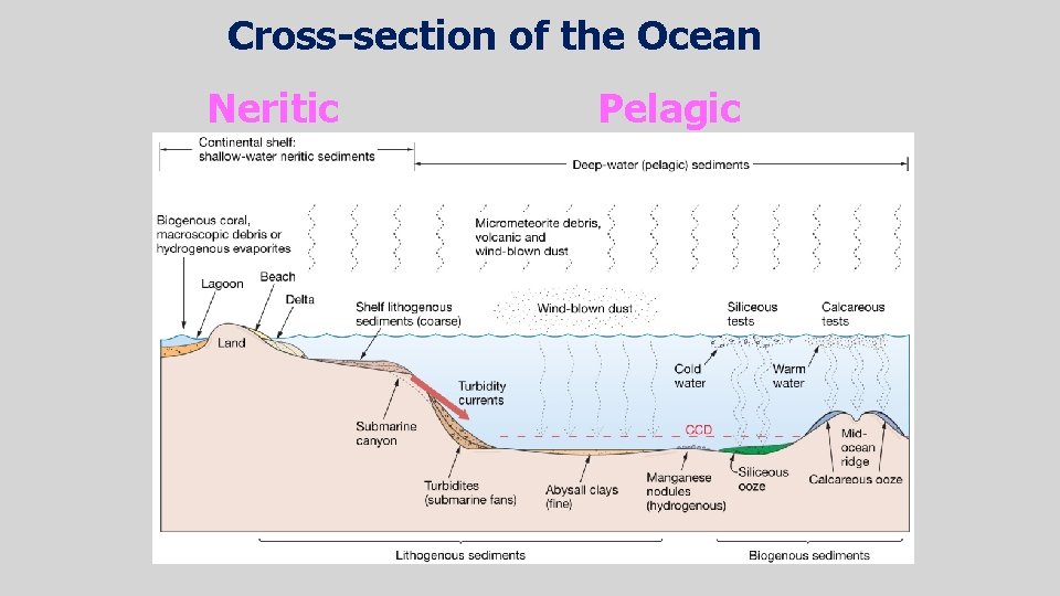 Cross-section of the Ocean Neritic Pelagic Cross-section of the Ocean Neritic Pelagic