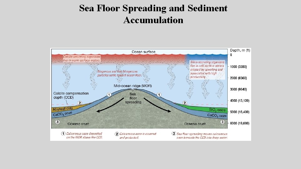 Sea Floor Spreading and Sediment Accumulation Sea Floor Spreading and Sediment Accumulation