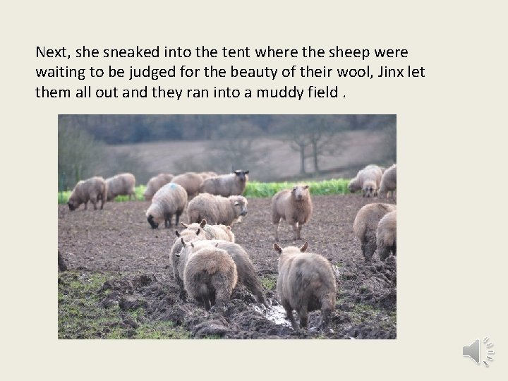 Next, she sneaked into the tent where the sheep were waiting to be judged