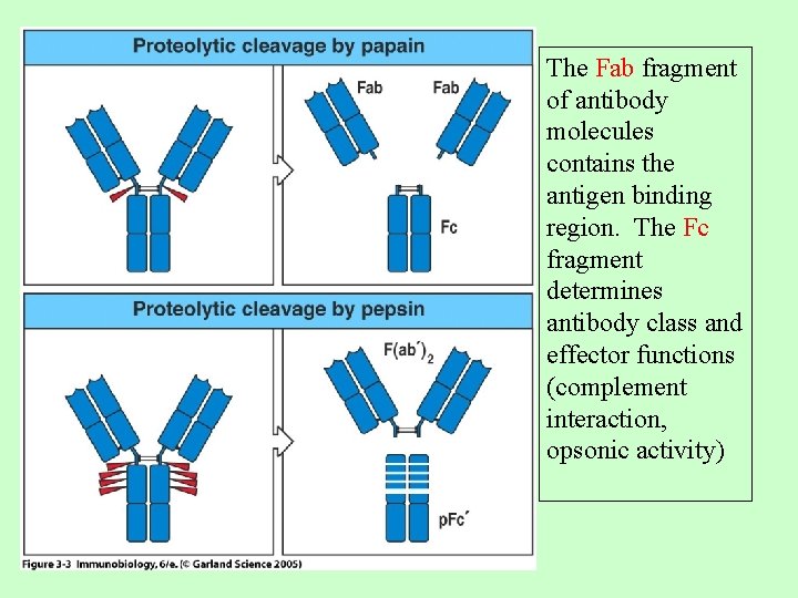 The Fab fragment of antibody molecules contains the antigen binding region. The Fc fragment The Fab fragment of antibody molecules contains the antigen binding region. The Fc fragment