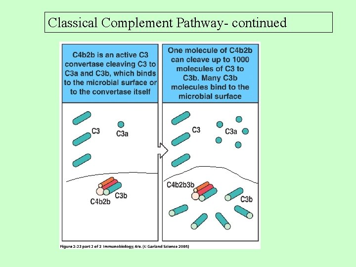 Classical Complement Pathway- continued Classical Complement Pathway- continued