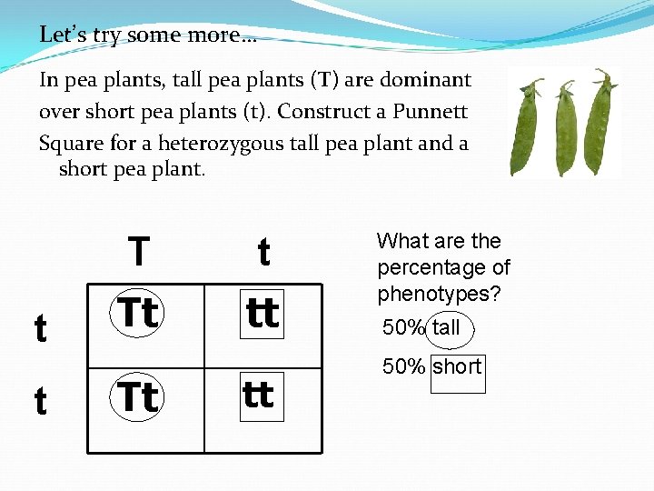 Let’s try some more… In pea plants, tall pea plants (T) are dominant over