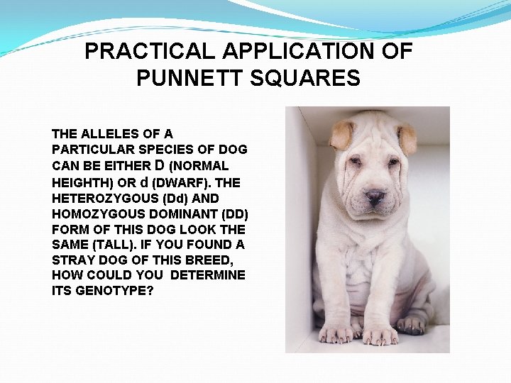 PRACTICAL APPLICATION OF PUNNETT SQUARES THE ALLELES OF A PARTICULAR SPECIES OF DOG CAN