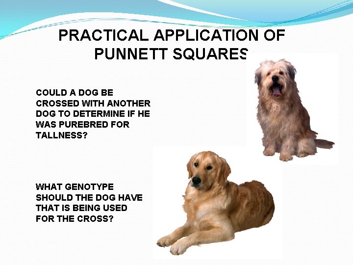 PRACTICAL APPLICATION OF PUNNETT SQUARES COULD A DOG BE CROSSED WITH ANOTHER DOG TO