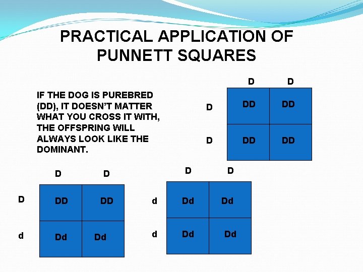 PRACTICAL APPLICATION OF PUNNETT SQUARES IF THE DOG IS PUREBRED (DD), IT DOESN’T MATTER
