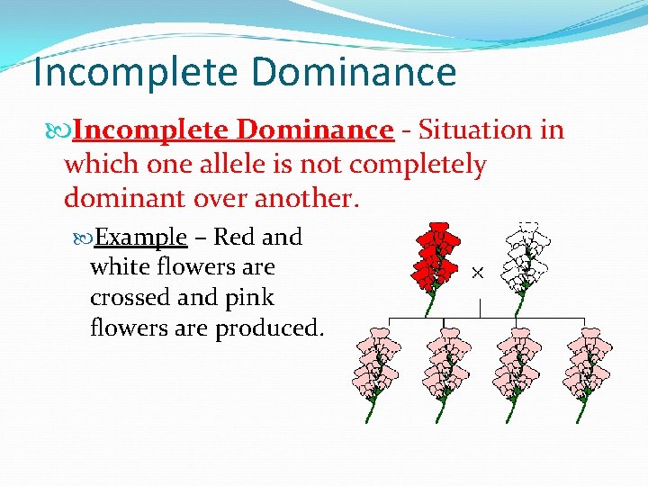 Incomplete Dominance - Situation in which one allele is not completely dominant over another.