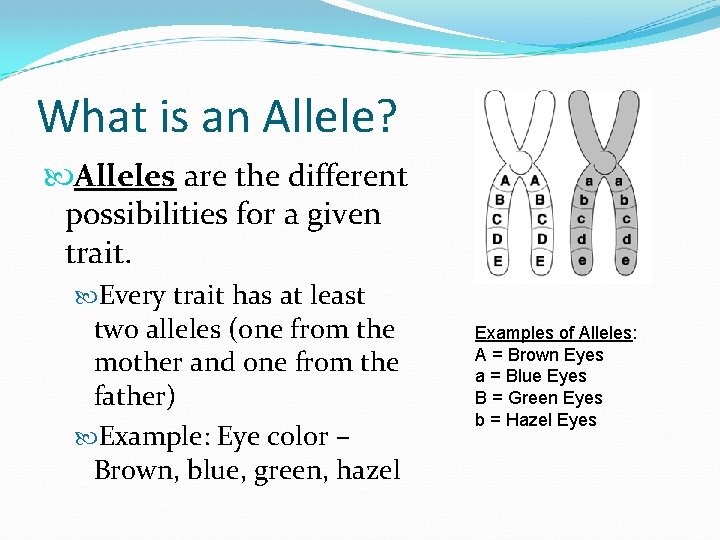 What is an Allele? Alleles are the different possibilities for a given trait. Every