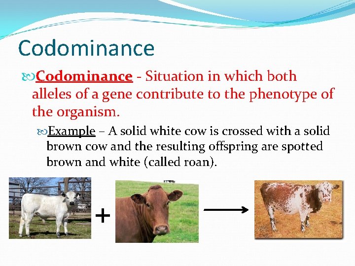 Codominance - Situation in which both alleles of a gene contribute to the phenotype