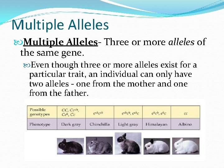 Multiple Alleles- Three or more alleles of the same gene. Even though three or
