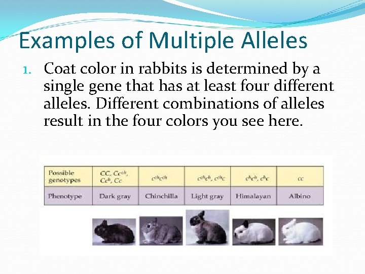 Examples of Multiple Alleles 1. Coat color in rabbits is determined by a single