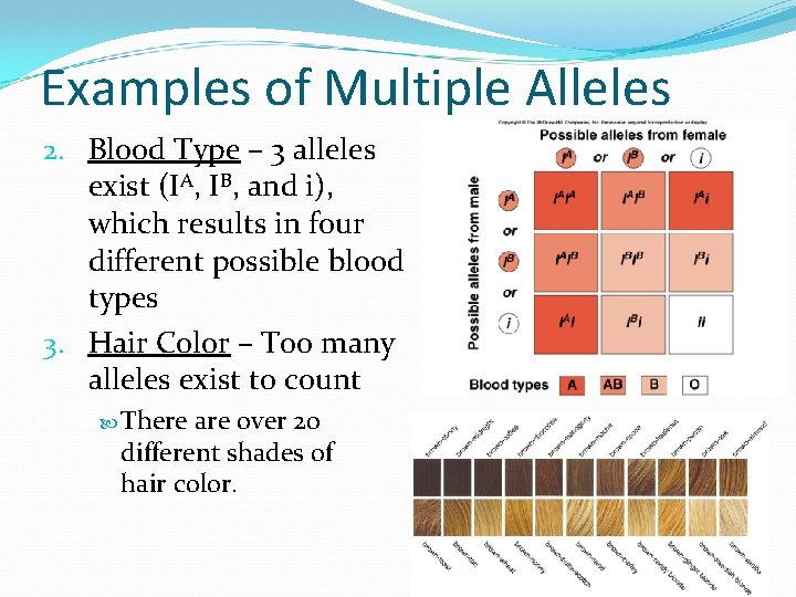 Examples of Multiple Alleles 2. Blood Type – 3 alleles exist (IA, IB, and