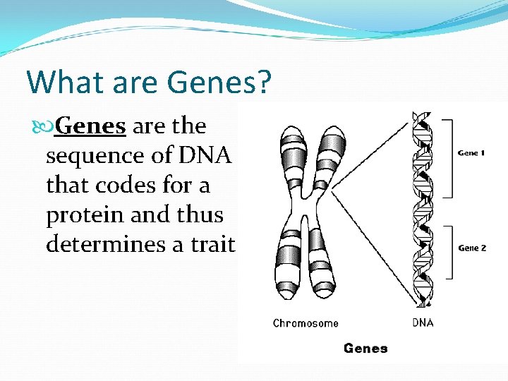 What are Genes? Genes are the sequence of DNA that codes for a protein