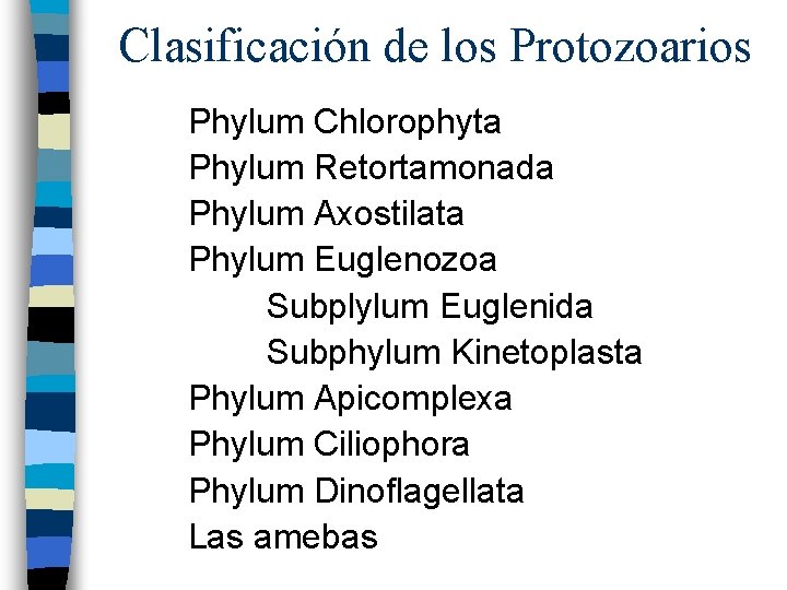 Clasificación de los Protozoarios Phylum Chlorophyta Phylum Retortamonada Phylum Axostilata Phylum Euglenozoa Subplylum Euglenida