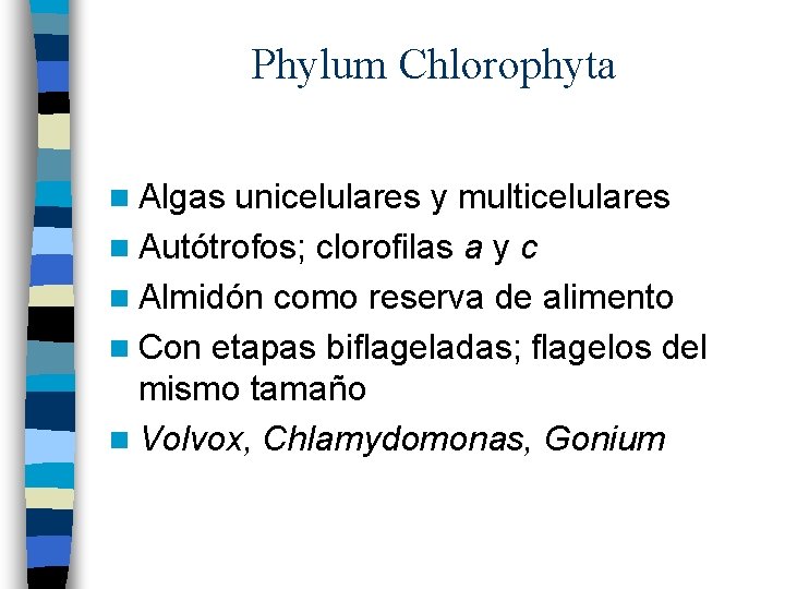 Phylum Chlorophyta n Algas unicelulares y multicelulares n Autótrofos; clorofilas a y c n