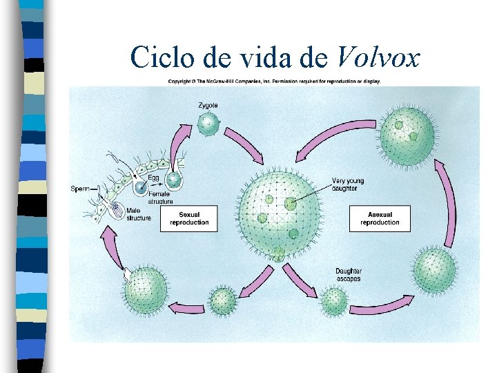 Ciclo de vida de Volvox 
