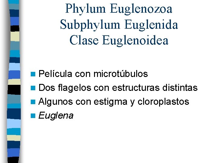 Phylum Euglenozoa Subphylum Euglenida Clase Euglenoidea n Película con microtúbulos n Dos flagelos con