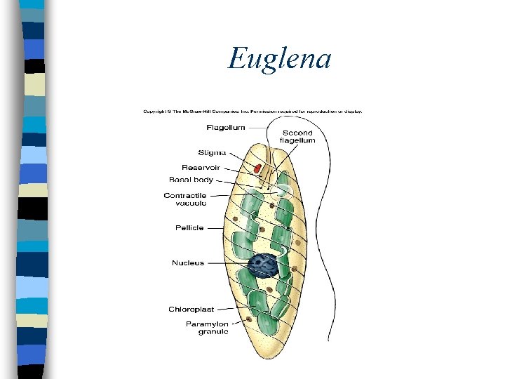 Euglena 