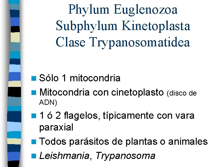 Phylum Euglenozoa Subphylum Kinetoplasta Clase Trypanosomatidea n Sólo 1 mitocondria n Mitocondria con cinetoplasto