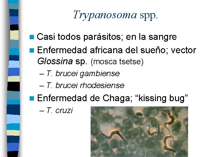 Trypanosoma spp. n Casi todos parásitos; en la sangre n Enfermedad africana del sueño;