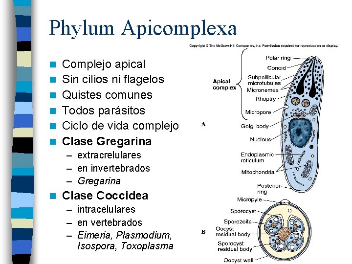 Phylum Apicomplexa n n n Complejo apical Sin cilios ni flagelos Quistes comunes Todos