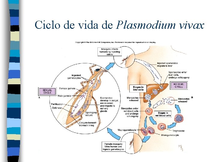 Ciclo de vida de Plasmodium vivax 