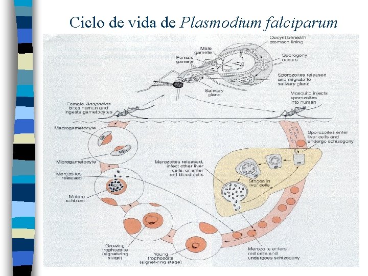 Ciclo de vida de Plasmodium falciparum 